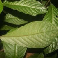 Pachystachys coccinea (Aubl.) Nees